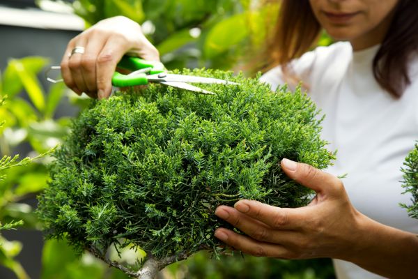 Cost of Juniper Shrub Pruning in Palm Desert