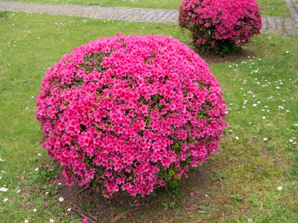 Cost of Rhododendron Pruning in Palm Desert