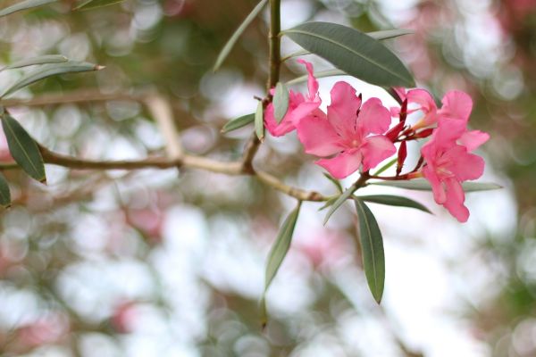 Cost of Oleander Removal in Palm Desert