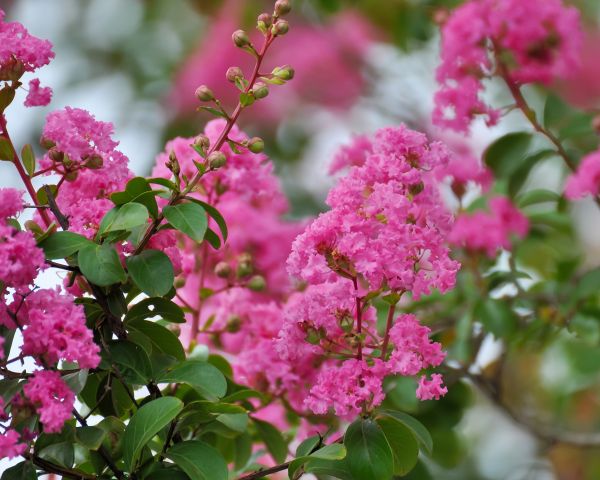 Cost of Crepe Myrtle Removal in Palm Desert