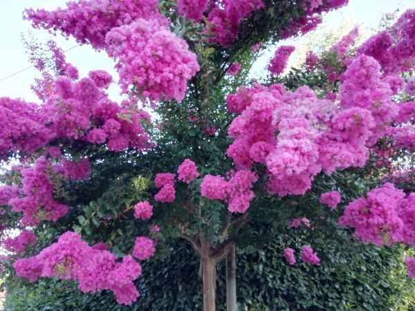 Cost of Crape Myrtle Pruning in Palm Desert