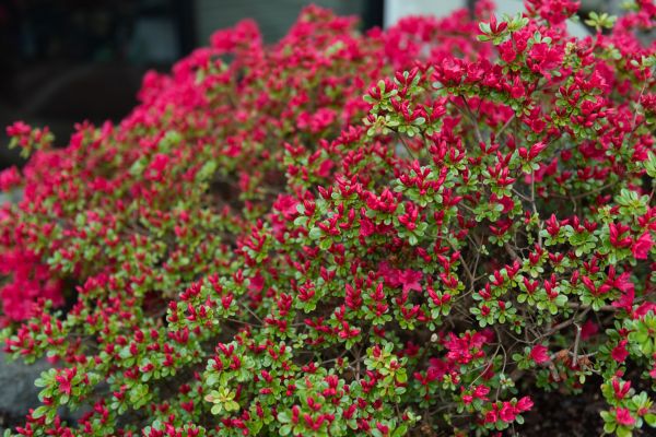 Weigela Removal Service in Palm Desert