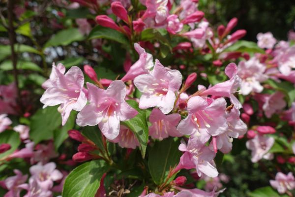 Weigela Pruning Service in Palm Desert
