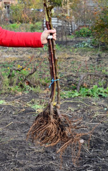 Cost of Shrub Root Removal in Palm Desert