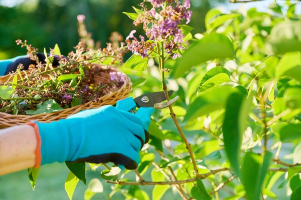 Lilac Trimming Service in Palm Desert