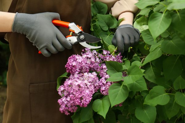 Lilac Pruning Service in Palm Desert