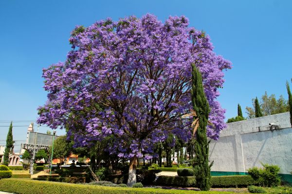 Cost of Jacaranda Pruning in Palm Desert