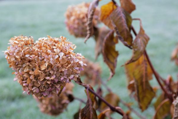 Hydrangea Removal in Palm Desert
