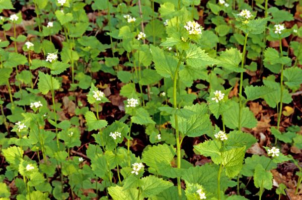 Cost of Garlic Mustard Removal in Palm Desert