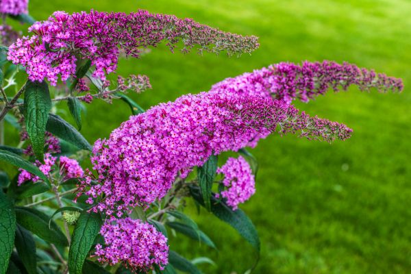 Butterfly Bush Removal in Palm Desert