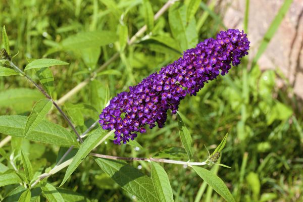 Butterfly Bush Pruning in Palm Desert