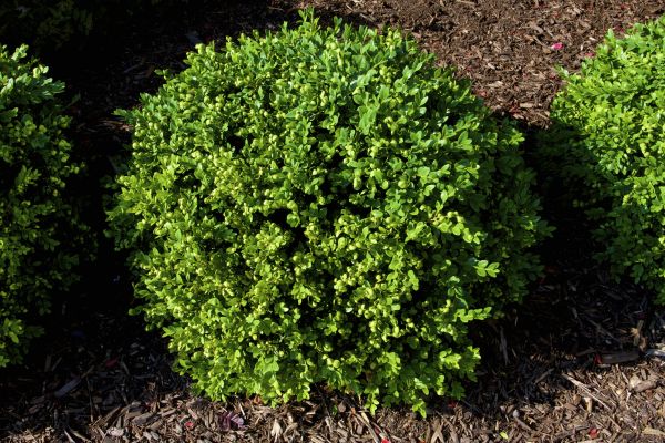 Boxwood Removal in Palm Desert