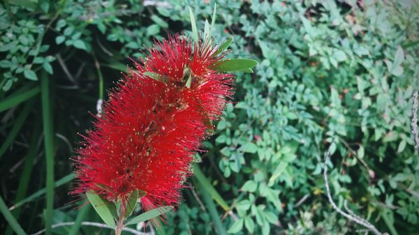 Cost of Bottlebrush Pruning in Palm Desert