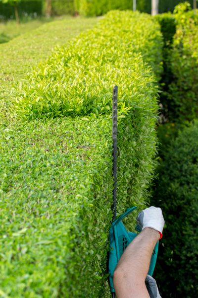Hedge Trimming in Palm Desert