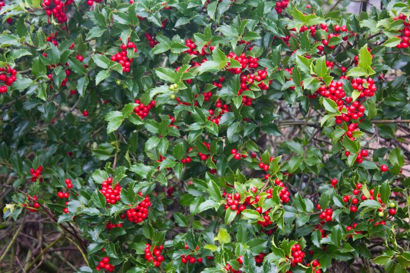 Holly Pruning