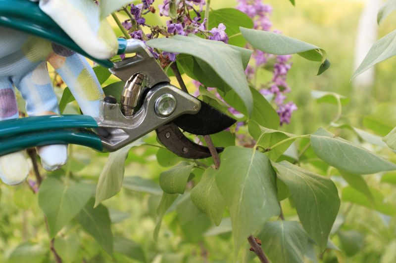 Lilac Trimming Service